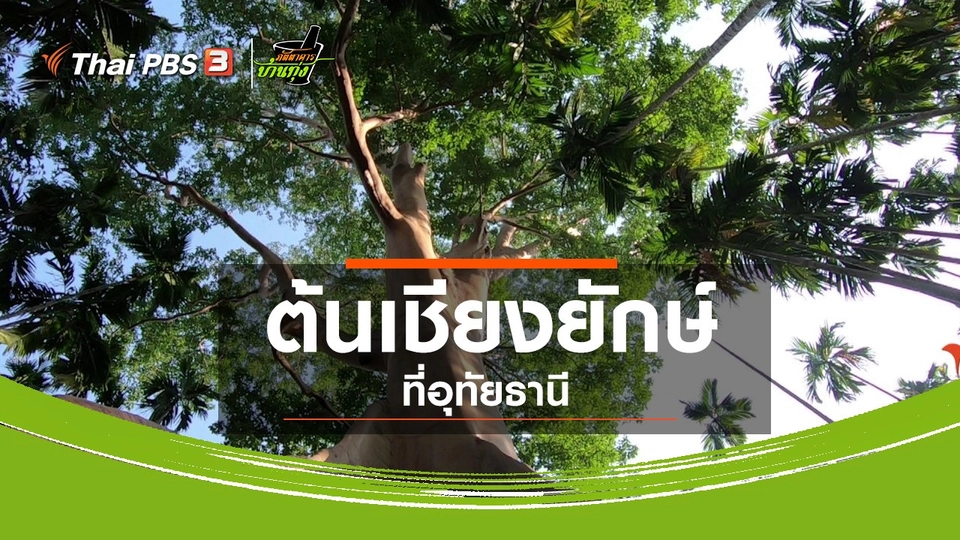 ​คลิปบ้านทุ่ง : ต้นเชียงยักษ์ที่อุทัยธานี