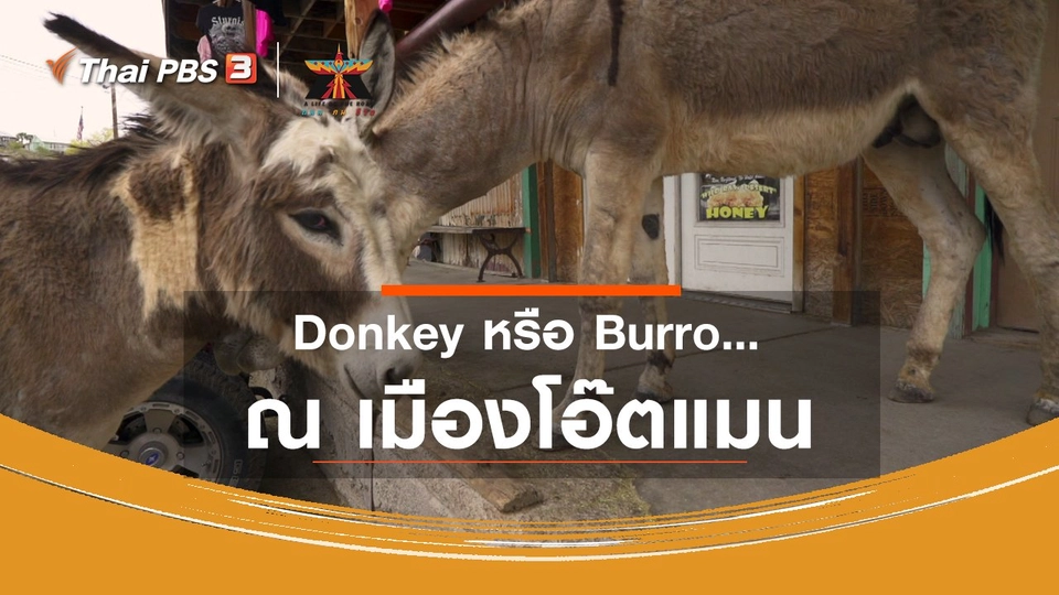 ​เรื่องเล่าการเดินทาง : Donkey หรือ Burro ณ เมืองโอ๊ตแมน