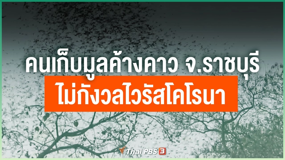 คนเก็บมูลค้างคาว จ.ราชบุรี ไม่กังวลไวรัสโคโรนา