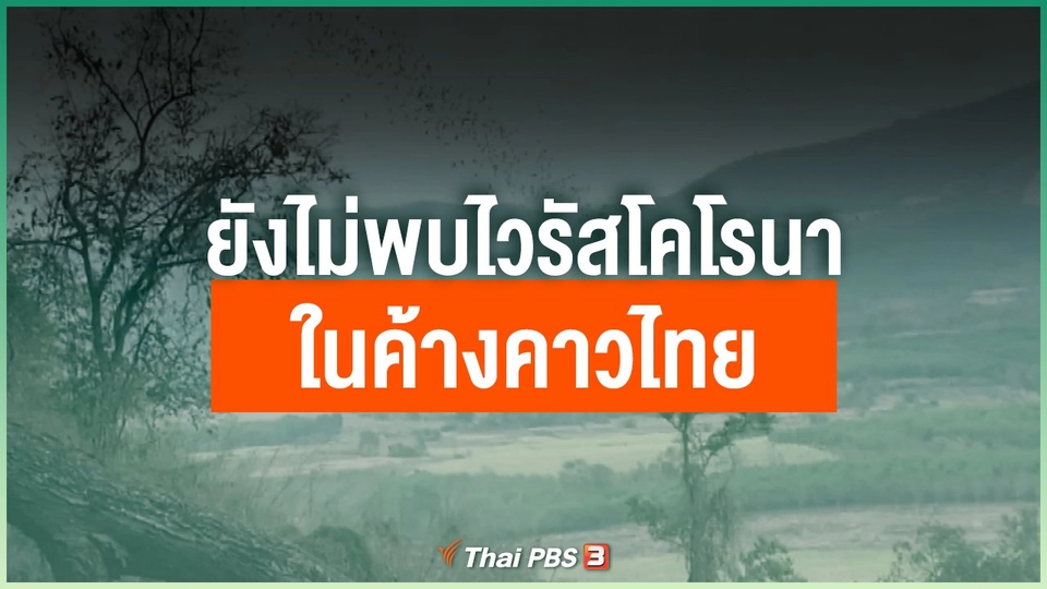 ยังไม่พบไวรัสโคโรนาในค้างคาวไทย