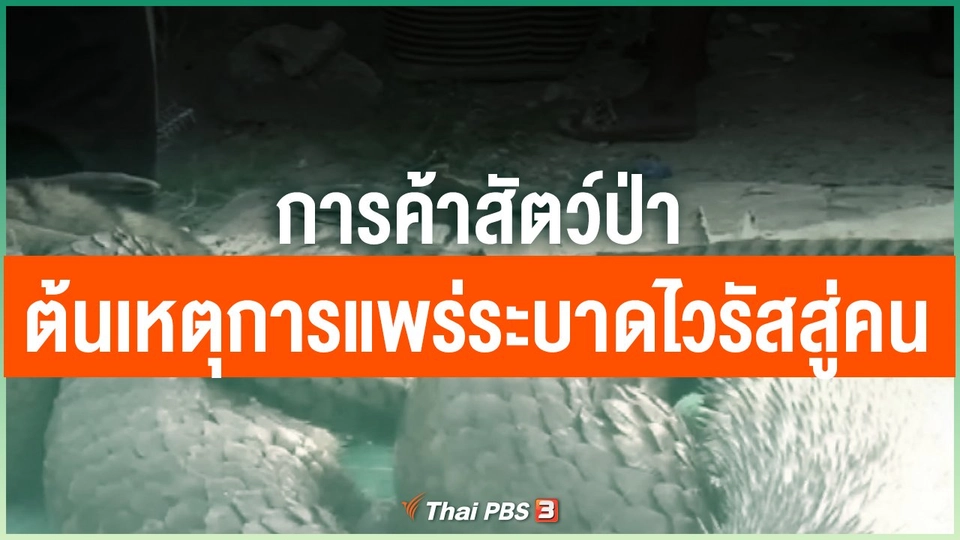 "การค้าสัตว์ป่า" ต้นเหตุการแพร่ระบาดไวรัสสู่คน
