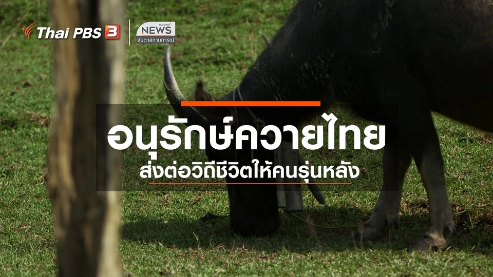 ตะลุยทั่วไทย : อนุรักษ์ควายไทย
