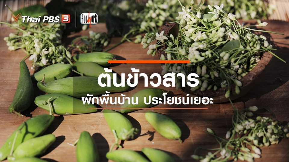 ต้นข้าวสาร ผักพื้นบ้าน ประโยชน์เยอะ