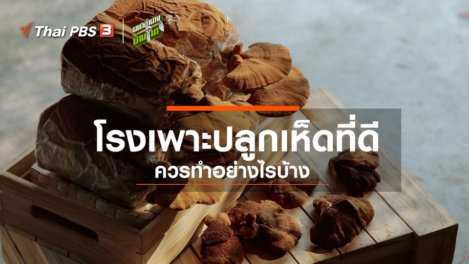 โรงเพาะปลูกเห็ดที่ดีควรทำอย่างไรบ้าง