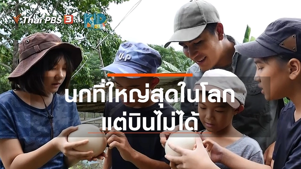 ​คิดส์เรียนรู้ : นกที่ใหญ่สุดในโลก แต่บินไม่ได้