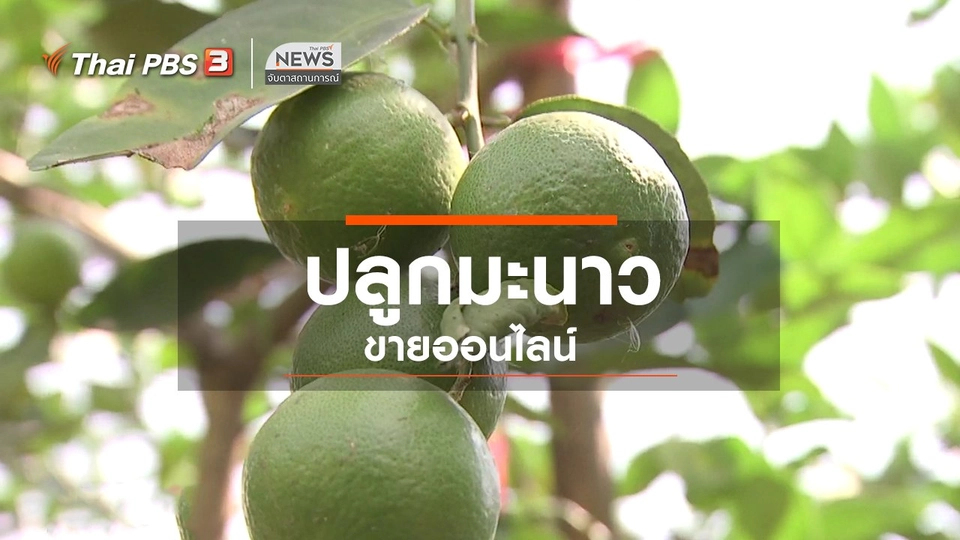 ​ตะลุยทั่วไทย : ปลูกมะนาวขายออนไลน์