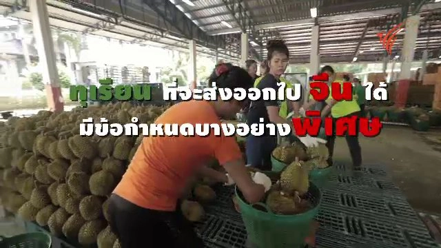 ​ข้อกำหนดพิเศษของทุเรียนส่งออก