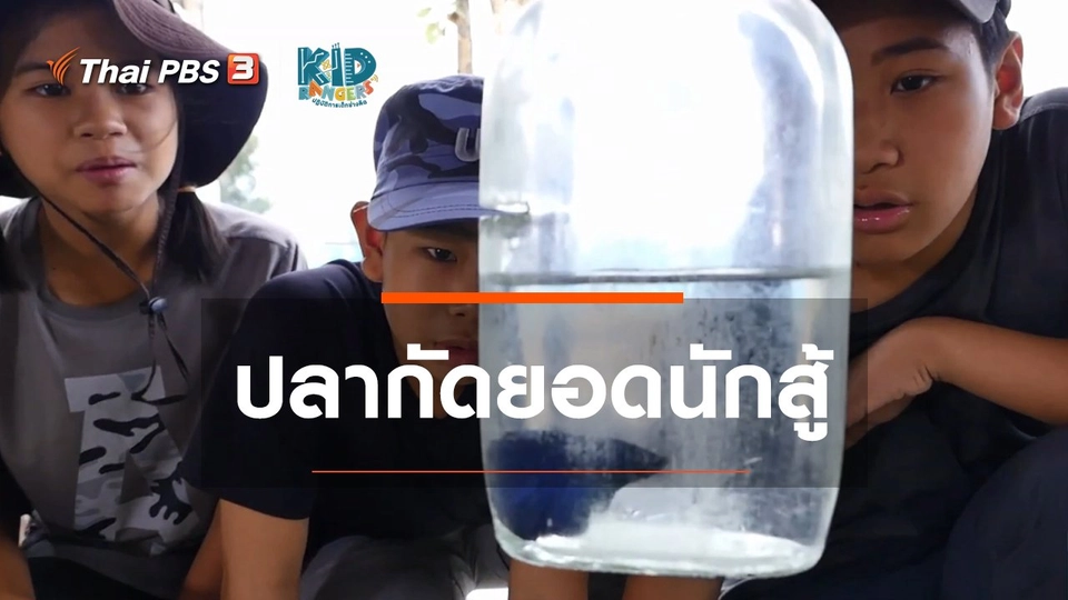 คิดส์เรียนรู้ : ปลากัดยอดนักสู้ สร้างรายได้