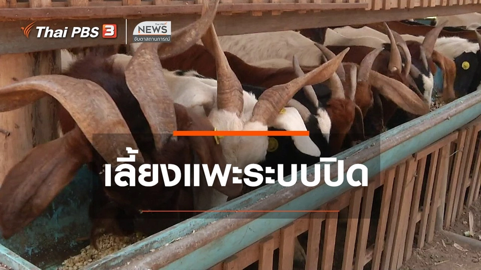 ตะลุยทั่วไทย : เลี้ยงแพะระบบปิด