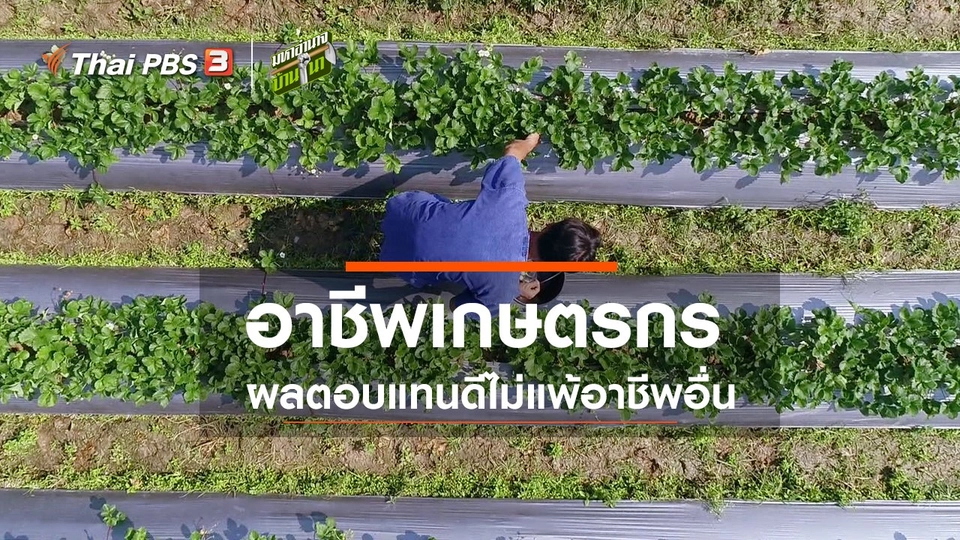 อาชีพเกษตรกร ผลตอบแทนดีไม่แพ้อาชีพอื่น