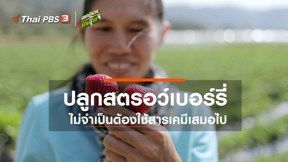 ปลูกสตรอว์เบอร์รี่ ไม่จำเป็นต้องใช้สารเคมีเสมอไป