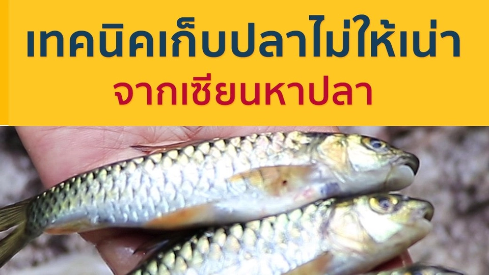 เทคนิคเก็บปลาไม่ให้เน่า