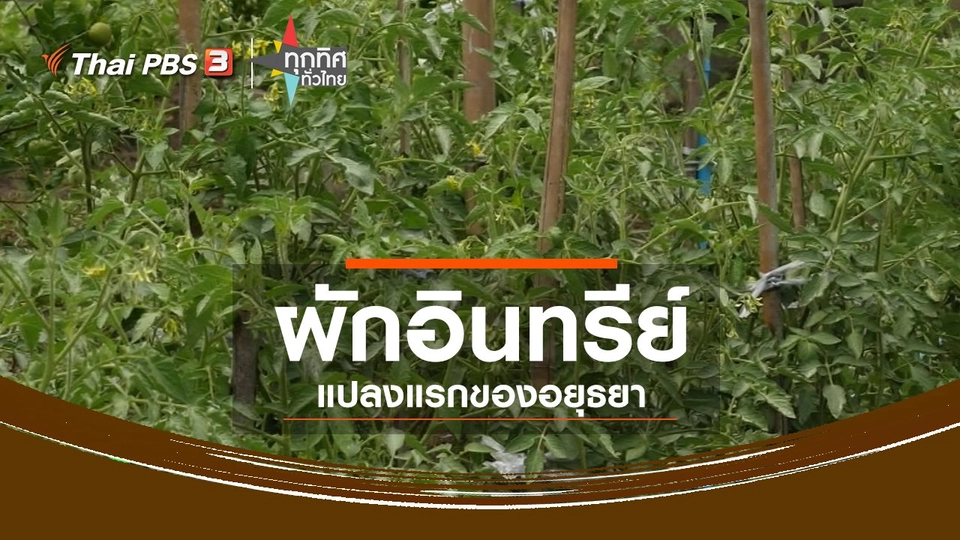 ​ชุมชนทั่วไทย : ผักอินทรีย์แปลงแรกของอยุธยา