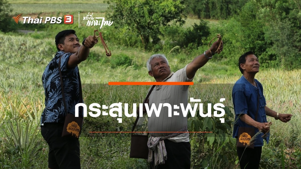 ​เรียนรู้วิถีไทย : กระสุนเพาะพันธุ์