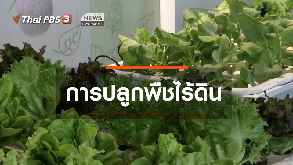 ตะลุยทั่วไทย : การปลูกพืชไร้ดิน