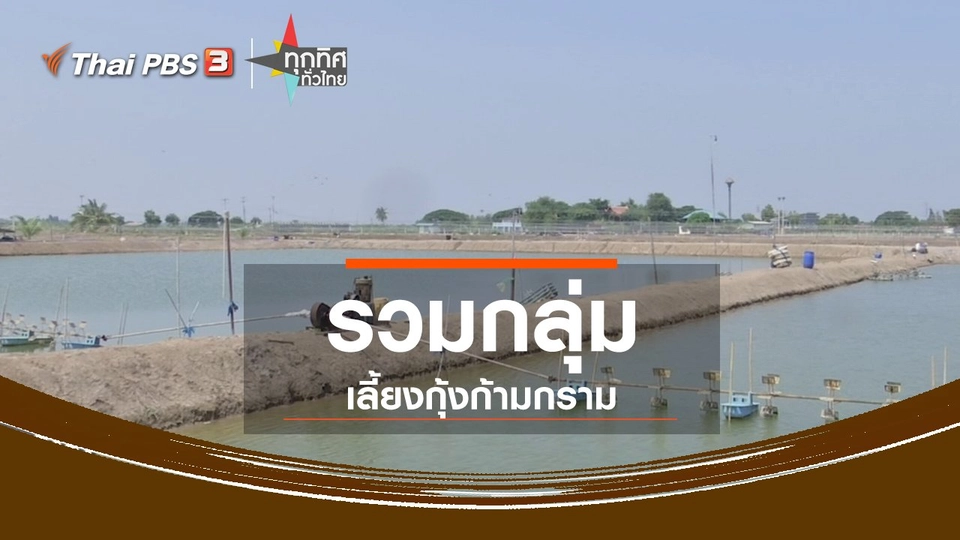 ชุมชนทั่วไทย : รวมกลุ่มเลี้ยงกุ้งก้ามกรามแก้ปัญหาด้านการตลาด