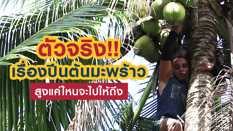 ตัวจริงเรื่องปีนต้นมะพร้าว
