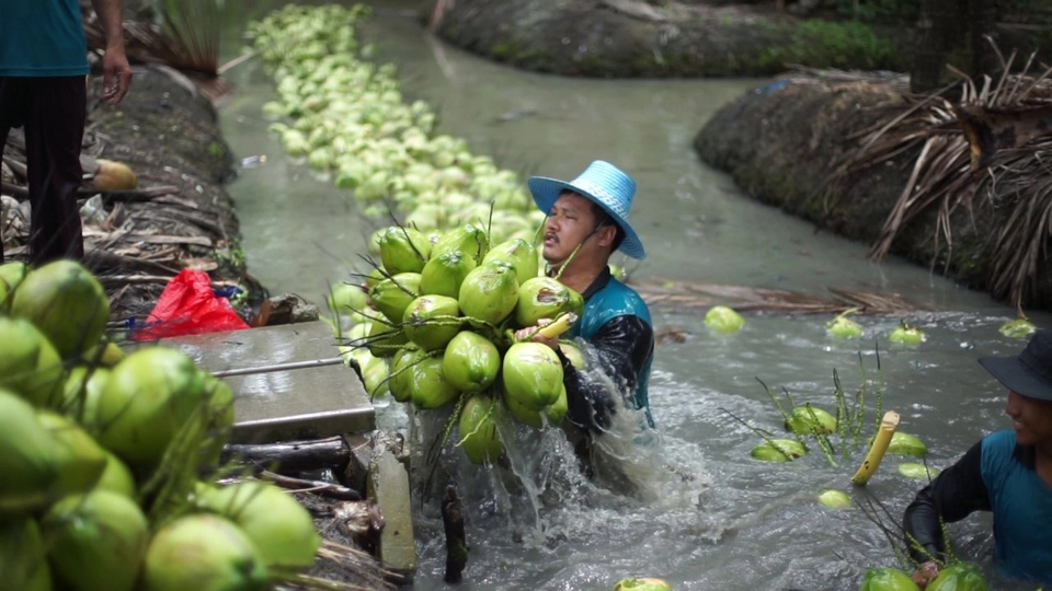 ล่องมะพร้าวไปตามร่องสวน