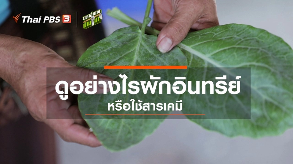 ดูอย่างไรผักอินทรีย์หรือใช้สารเคมี