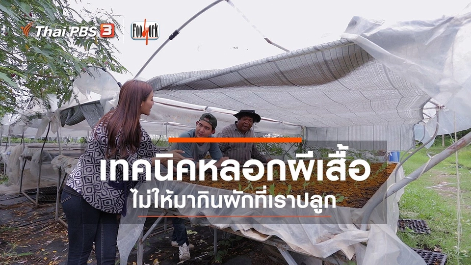 เทคนิคหลอกผีเสื้อไม่ให้มากินผักที่เราปลูก