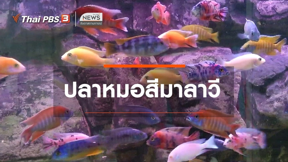​ตะลุยทั่วไทย : ปลาหมอสีมาลาวี