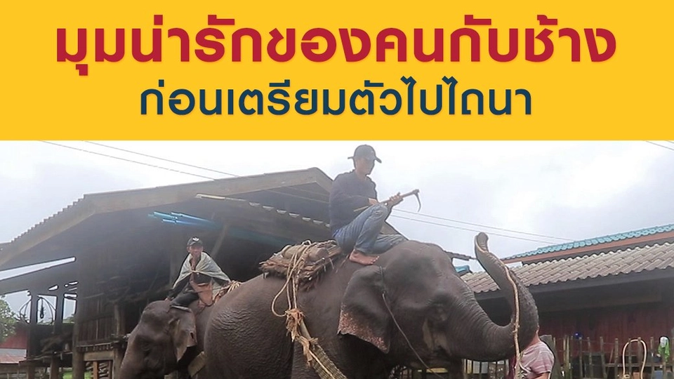 มุมน่ารักของคนกับช้าง