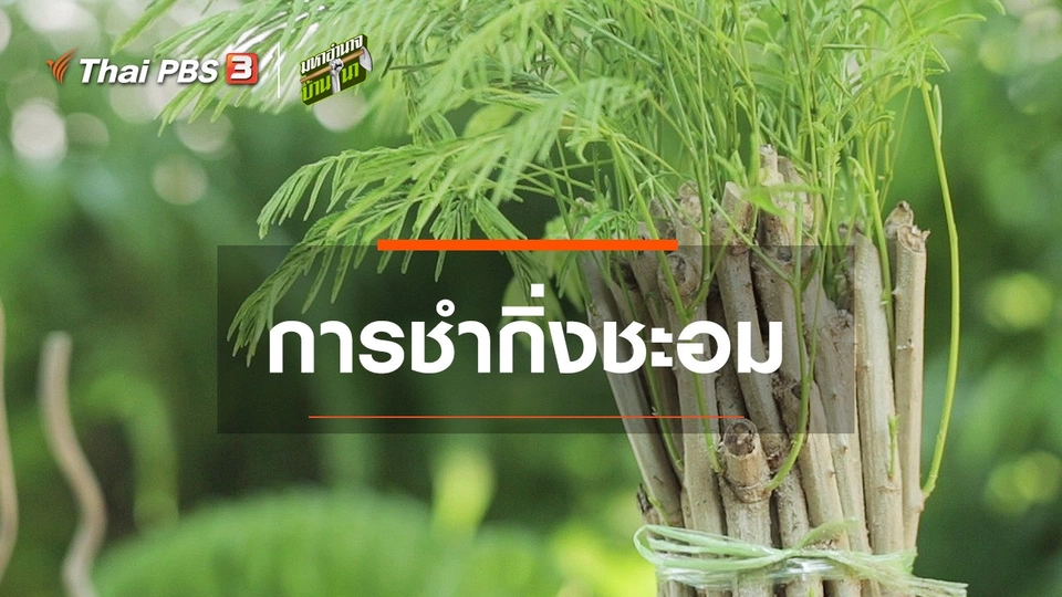 การชำกิ่งชะอม