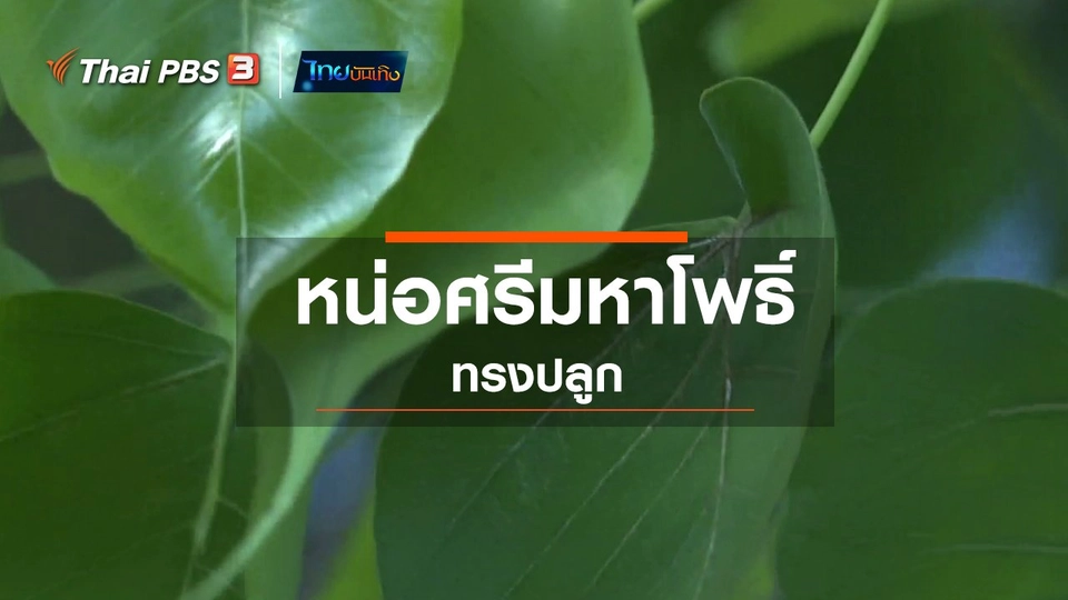 เรื่องนี้มีตำนาน : หน่อศรีมหาโพธิ์ทรงปลูก