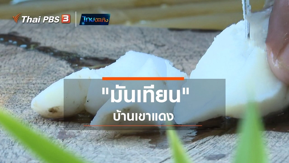 อิ่มมนต์รส : "มันเทียน" บ้านเขาแดง