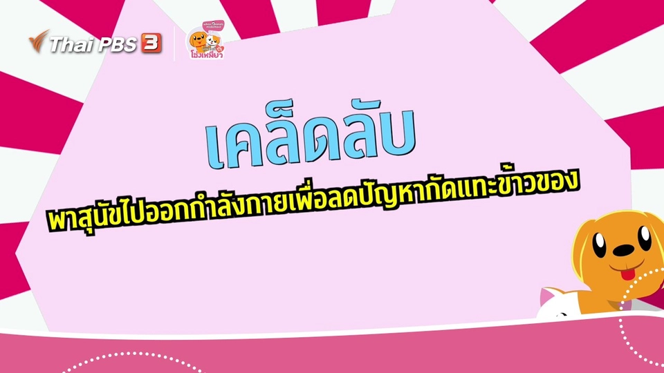 เคล็ดไม่ลับดูแลโฮ่งเหมียว : เคล็ดลับพาสุนัขไปออกกำลังกายลดปัญหากัดแทะ