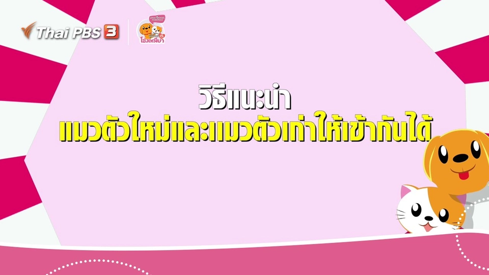 เคล็ดไม่ลับดูแลโฮ่งเหมียว : วิธีแนะนำแมวตัวใหม่และแมวตัวเก่าให้เข้ากันได้