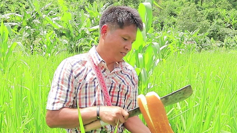 เก็บแตงกินกันสด ๆ ทั้งกรอบ ทั้งหวานอร่อย