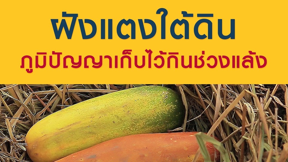 "ฝังแตงใต้ดิน" ภูมิปัญญาเก็บไว้กินช่วงแล้ง