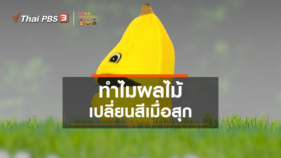 เกร็ดน่ารู้กับตาต้าตีตี้โตโต้ : ทำไมผลไม้เปลี่ยนสีเมื่อสุก