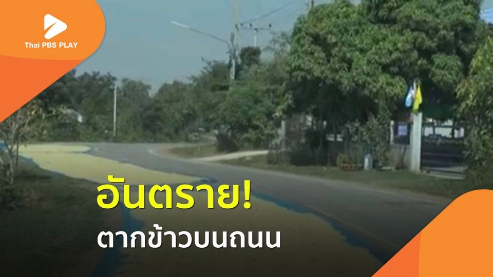 อันตราย! ตากข้าวบนถนน
