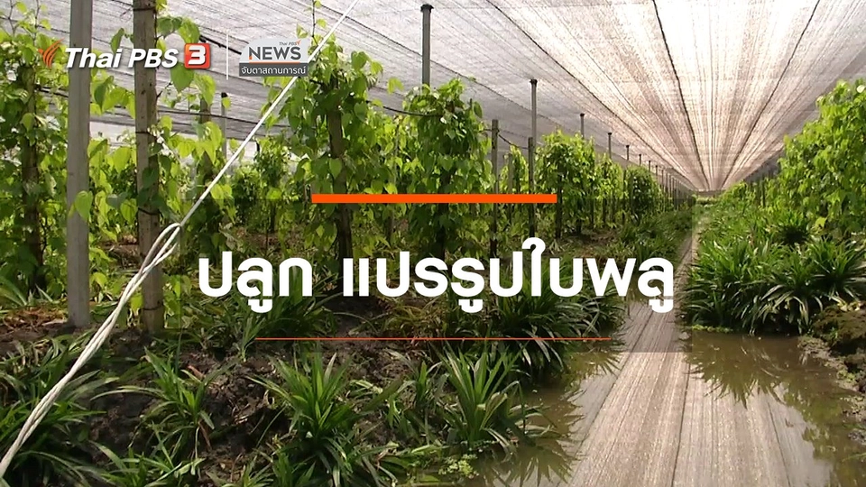 ​ตะลุยทั่วไทย : ปลูก แปรรูปใบพลู