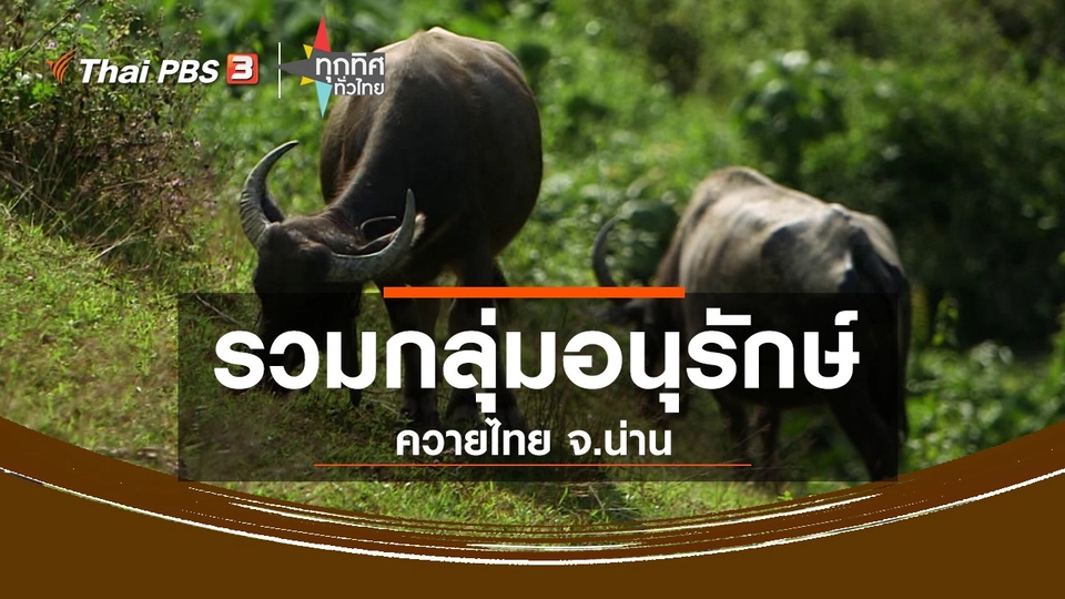 ชุมชนทั่วไทย : รวมกลุ่มอนุรักษ์ควายไทย จ.น่าน