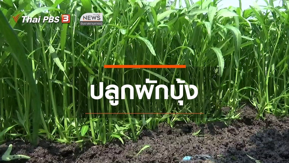 ตะลุยทั่วไทย : ปลูกผักบุ้ง