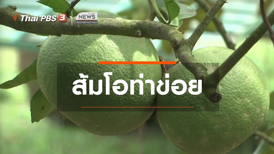 ตะลุยทั่วไทย : ส้มโอท่าข่อย