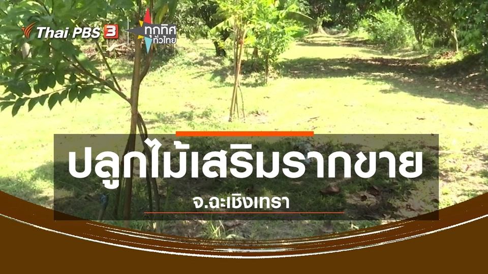 ชุมชนทั่วไทย : ปลูกไม้เสริมรากขาย จ.ฉะเชิงเทรา