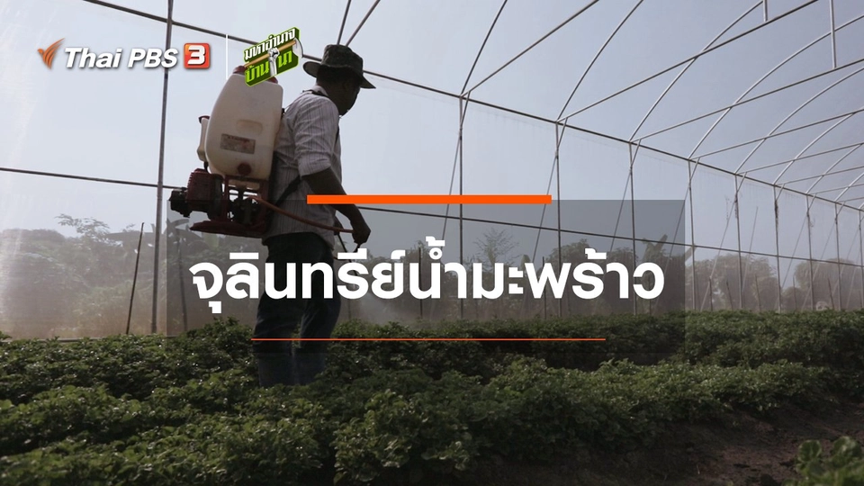 สูตรลับฉบับบ้านนา : จุลินทรีย์น้ำมะพร้าว