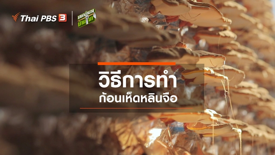 สูตรลับฉบับบ้านนา : วิธีการทำก้อนเห็ดหลินจือ