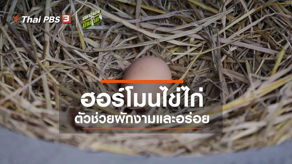 ฮอร์โมนไข่ไก่ ตัวช่วยผักงามและอร่อย