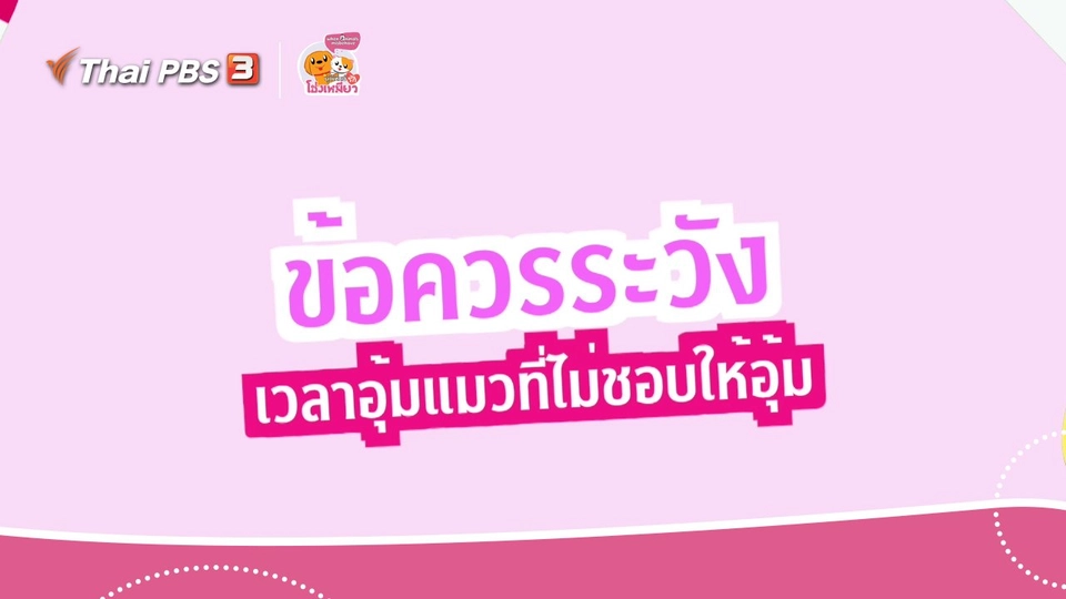 เคล็ดไม่ลับดูแลโฮ่งเหมียว : ข้อควรระวังเวลาอุ้มแมวที่ไม่ชอบให้อุ้ม