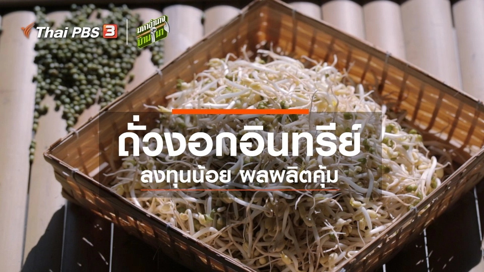 ถั่วงอกอินทรีย์ ลงทุนน้อย ผลผลิตคุ้ม