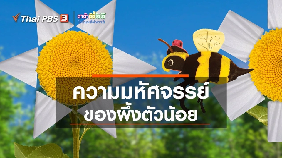 ​เกร็ดน่ารู้กับตาต้าตีตี้โตโต้ : ความมหัศจรรย์ของผึ้งตัวน้อย