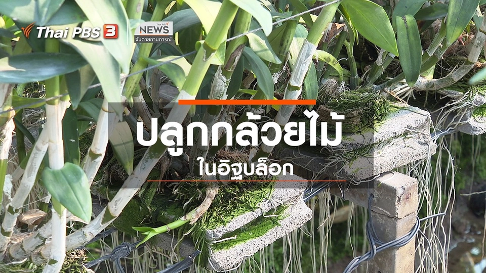 ​ตะลุยทั่วไทย : ปลูกกล้วยไม้ในอิฐบล็อก