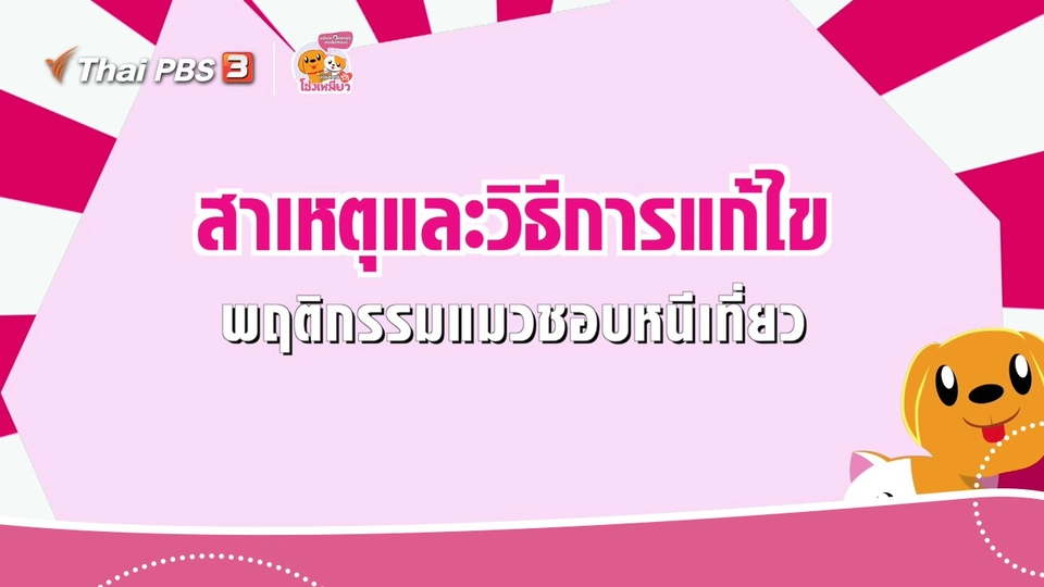 เคล็ดไม่ลับดูแลโฮ่งเหมียว : สาเหตุและวิธีการแก้ไข พฤติกรรมแมวชอบหนีเที่ยว