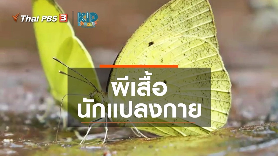 ​คิดส์เรียนรู้ : ผีเสื้อนักแปลงกาย