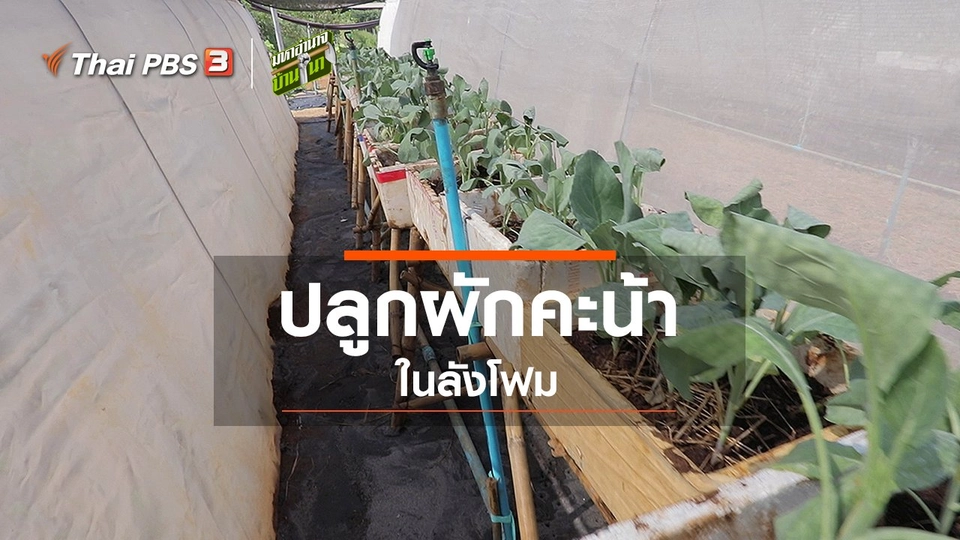 ​สูตรลับฉบับบ้านนา : ปลูกผักคะน้าในลังโฟม